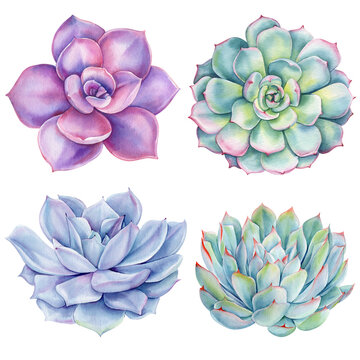Set of succulents, green bouquet, echeveria watercolor illustration, botanical painting. Spring decoration floral design