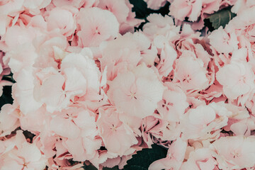Background texture of delicate pink hydrangea.