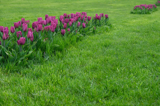Beautiful spring tulips in a flowerbed among green grass.