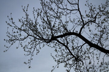 tree branches budding against early morning blue sky beginning a new day