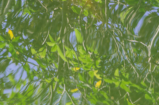 Reflection of branch with leaves in water