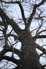 View upwards climbing a tall tree - the sky is the limit