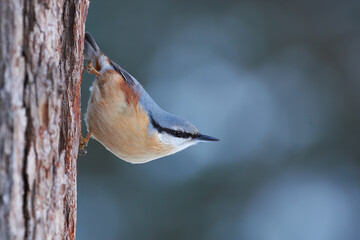 nuthatch perched on a tree trunk in winter