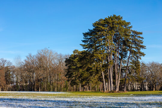 Heigh trees on the fields during winter - Prevessin-Moens, France