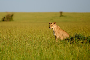 Lioness in the African savannah.