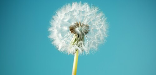 HD close-up captures a delicate dandelion against a vibrant blue backdrop, its seeds ready to disperse.