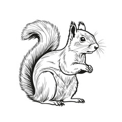 Fototapeta premium Squirrel silhouette vector illustration