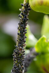 Black bean aphids aphis fabae colony on heavyly infested plant stem