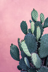 Neon Desert: A Colorful Cactus Garden Set Against a Pastel Blue Background