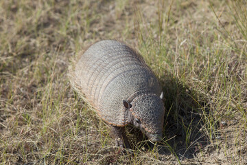 Mulita, animale in patagonia.