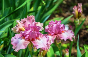 A bright pink iris blooming in a flower bed