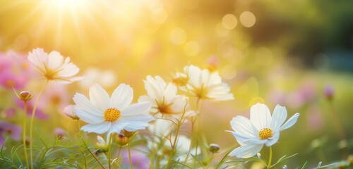 Sunlight filters through the delicate petals of cosmos flowers, casting a nostalgic glow on the landscape.