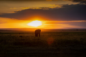 Elephant au coucher de soleil