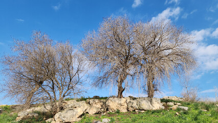 Three trees of  Pistacia terebinthus in the Castabala antic city in Febbruary