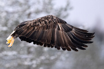 Eagle in flight covered with wings