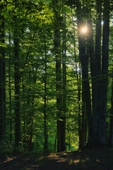 Straight trees in forest and sun light in summer - 735008358