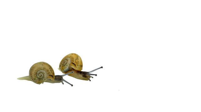 Two small snails isolated obn whte background