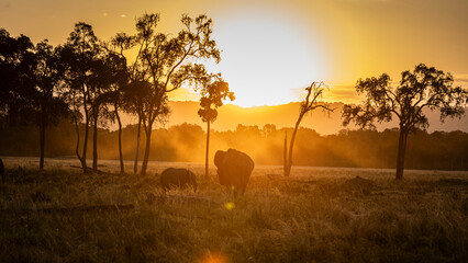 Elephant au coucher du soleil