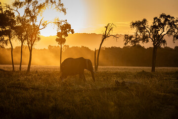 Elephant au coucher du soleil