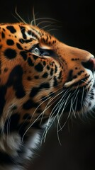 Wallpaper for your phone, background for the screen of your smartphone with a cat portrait of a jaguar or leopard