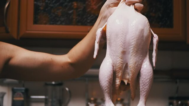 Close up, Chef Hand Holding a Raw Plucked Chicken Carcass in a Home Kitchen. Gutted Fresh broiler chicken. Duck frame with wings, and drumsticks. Pink dietary poultry meat. Cooking chicken at home.