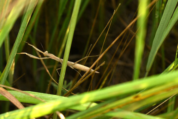 The insect mantis raised its front paws.