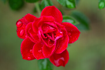 Una rosa roja con gotas de lluvia. Vista superior y de ceca. macro. Copy space