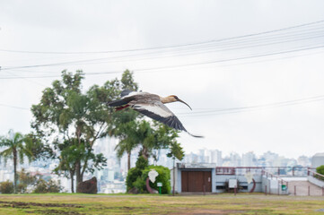 Buff-necked ibis bird flying. Urban scene. Caxias do Sul city and buildings on background. Rio...