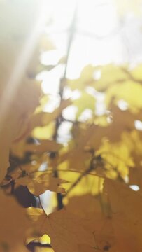 Vertical video. Autumn beauty. Sunny day. Seasonal nature. Yellow orange tree leaves in sunshine rays trembling on wind blur lens flare background.