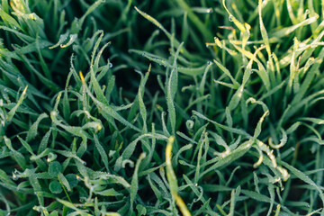 Obraz premium frost on the green grass at dawn