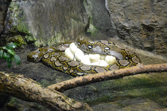 The reticulated python lies around its eggs. Python is one of the largest snakes. 