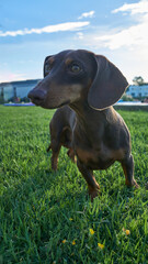 A brown dachshund dog looking up on green grass