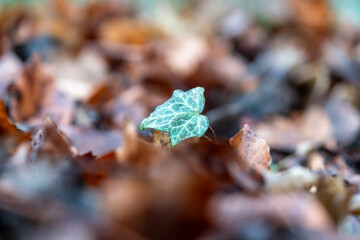 A green leaf in front of fallen, brown leaves