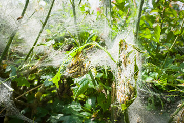 Small ermine moth caterpillars on a hedge in UK countryside