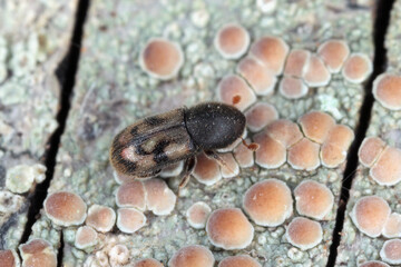 An interesting bark beetle of the genus Aphanarthrum that lives in plants of the genus Euphorbia...