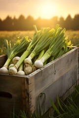 Leeks harvested in a wooden box with field and sunset in the background. Natural organic fruit abundance. Agriculture, healthy and natural food concept. Vertical composition.