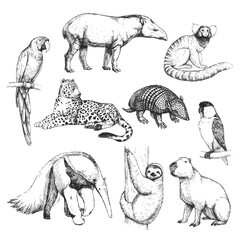 Vector hand-drawn set of Brazilian animals  in the style of engraving. A collection of biological sketches, isolated on white.