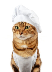 Funny cat - a cook in a white cap and apron