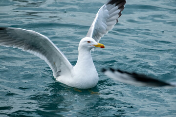 seagull flying over the sea