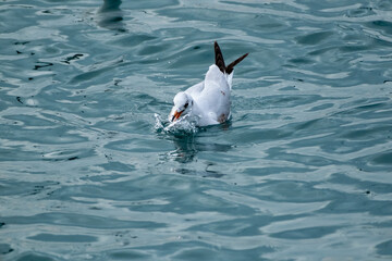 seagull flying over the sea