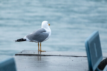 Obraz premium seagull flying over the sea