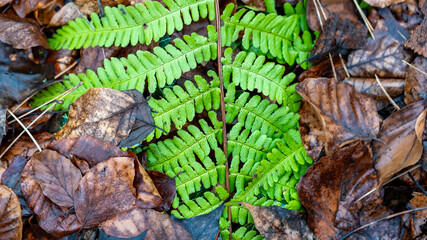 Green fern on brown leaves