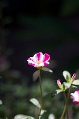 Fototapeta premium Flower