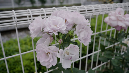 白の薔薇