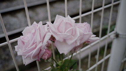 ピンクの薔薇