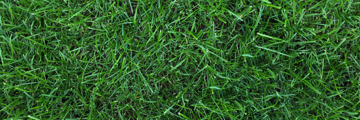 Fresh green grass as background outdoors, top view. Banner design