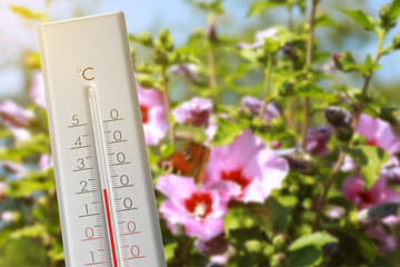 Thermometer and beautiful hibiscus flowers outdoors. Temperature in spring