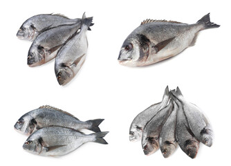 Raw dorada fish isolated on white, set