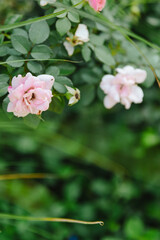 Blooming climbing roses with green background