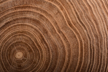 Stump of tree felled - section of the trunk with annual rings. Slice wood. Wood texture on a tree cut. - 735030931